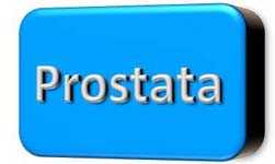 Prostata